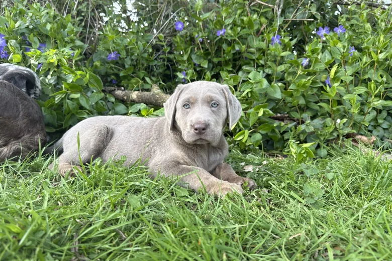 Labrador Retriever