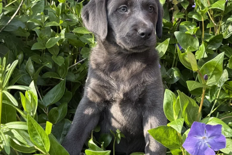 Labrador Retriever
