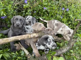 Labrador Retriever