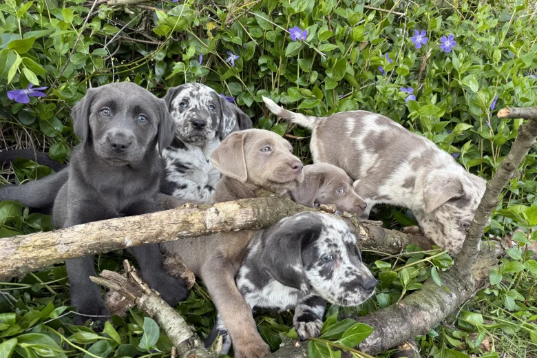 Labrador Retriever