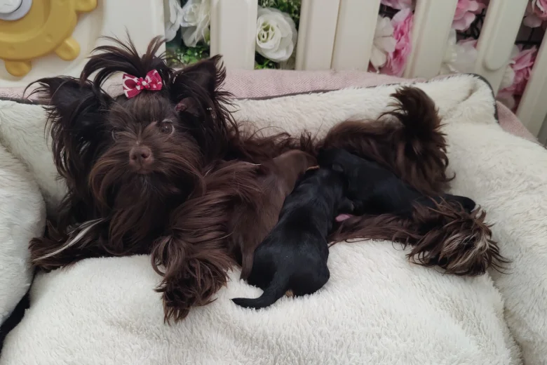 Yorkshire Terrier