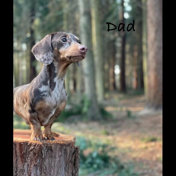 Dachshund (Miniature Smooth Haired)