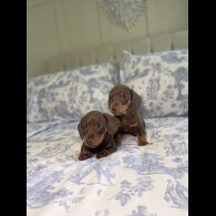 Dachshund (Miniature Smooth Haired)