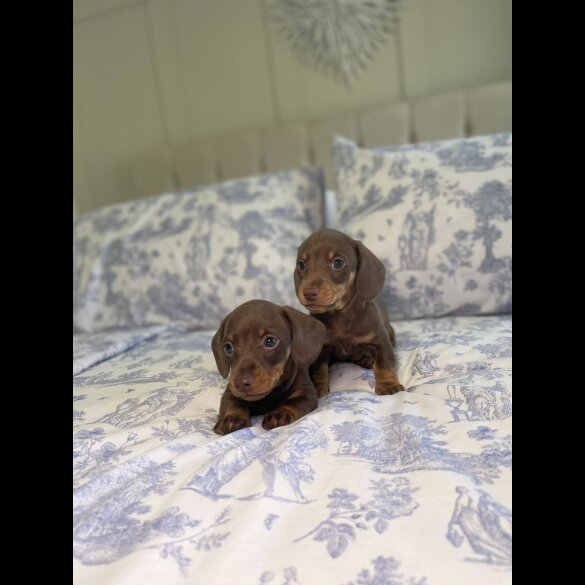 Dachshund (Miniature Smooth Haired)