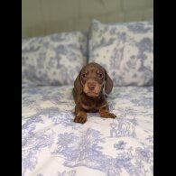 Dachshund (Miniature Smooth Haired)