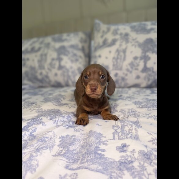 Dachshund (Miniature Smooth Haired)