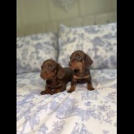 Dachshund (Miniature Smooth Haired)