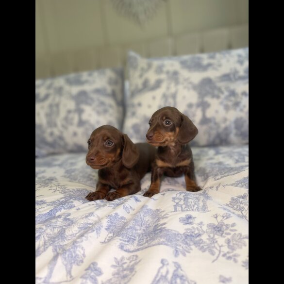 Dachshund (Miniature Smooth Haired)