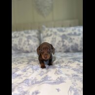 Dachshund (Miniature Smooth Haired)