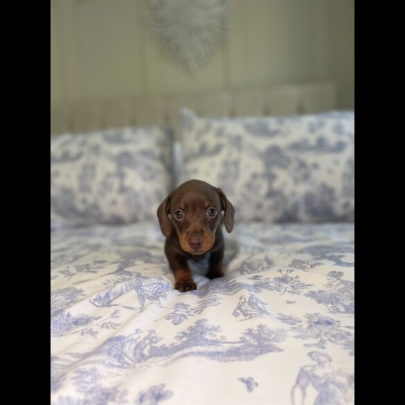 Dachshund (Miniature Smooth Haired)