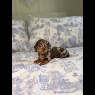 Dachshund (Miniature Smooth Haired)
