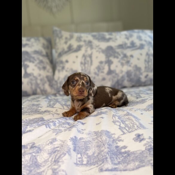 Dachshund (Miniature Smooth Haired)