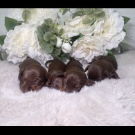 Dachshund (Miniature Smooth Haired)