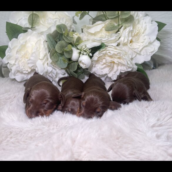 Dachshund (Miniature Smooth Haired)