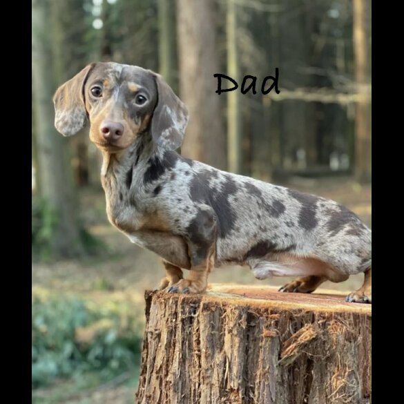 Dachshund (Miniature Smooth Haired)