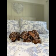 Dachshund (Miniature Smooth Haired)