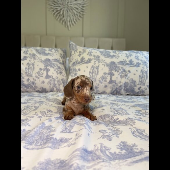 Dachshund (Miniature Smooth Haired)