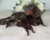 Dachshund (Miniature Smooth Haired)