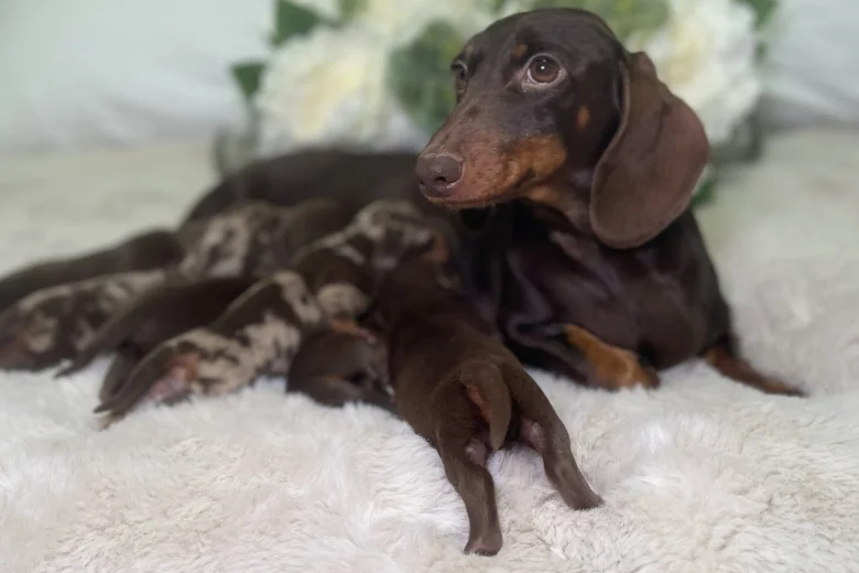 Dachshund (Miniature Smooth Haired)