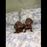 Dachshund (Miniature Smooth Haired)