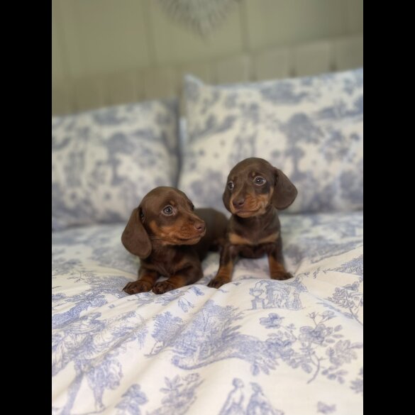 Dachshund (Miniature Smooth Haired)