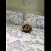 Dachshund (Miniature Smooth Haired)