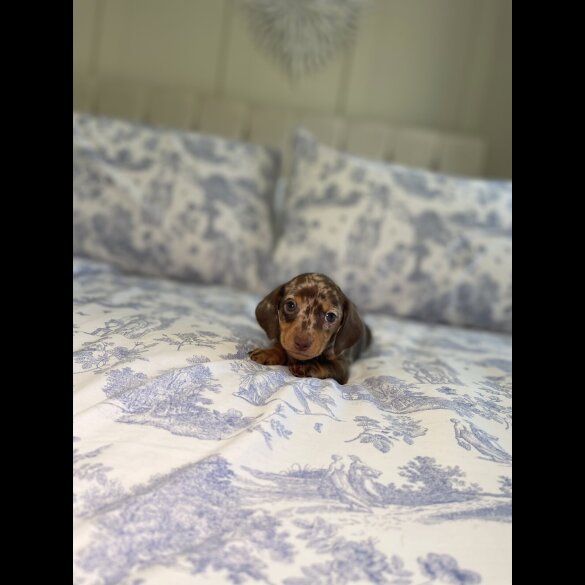 Dachshund (Miniature Smooth Haired)