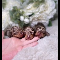 Dachshund (Miniature Smooth Haired)