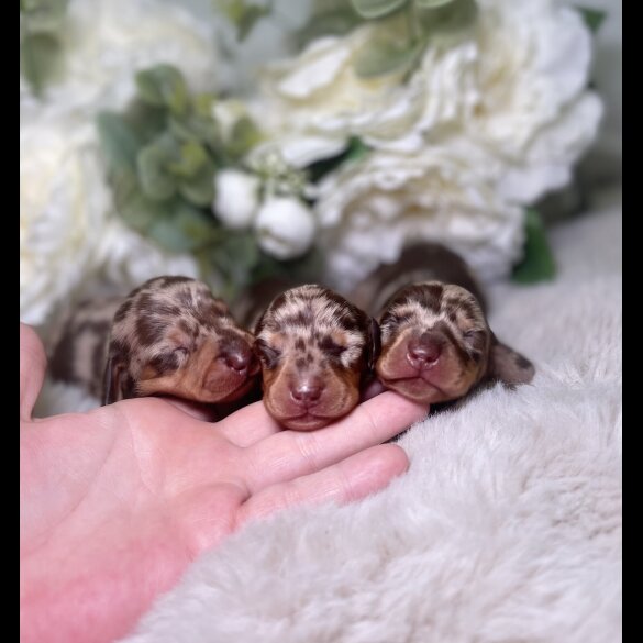 Dachshund (Miniature Smooth Haired)