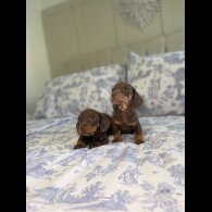 Dachshund (Miniature Smooth Haired)