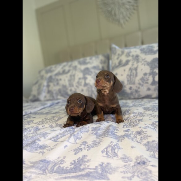 Dachshund (Miniature Smooth Haired)