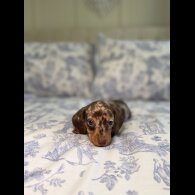 Dachshund (Miniature Smooth Haired)