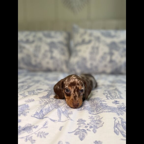 Dachshund (Miniature Smooth Haired)