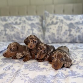 Dachshund (Miniature Smooth Haired)
