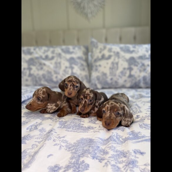 Dachshund (Miniature Smooth Haired)