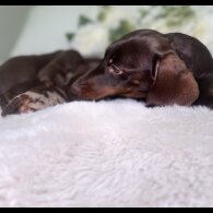 Dachshund (Miniature Smooth Haired)