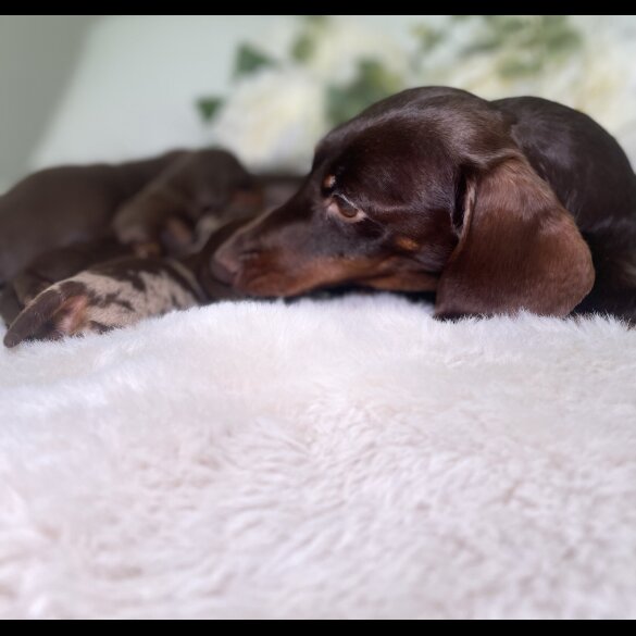 Dachshund (Miniature Smooth Haired)