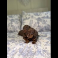 Dachshund (Miniature Smooth Haired)