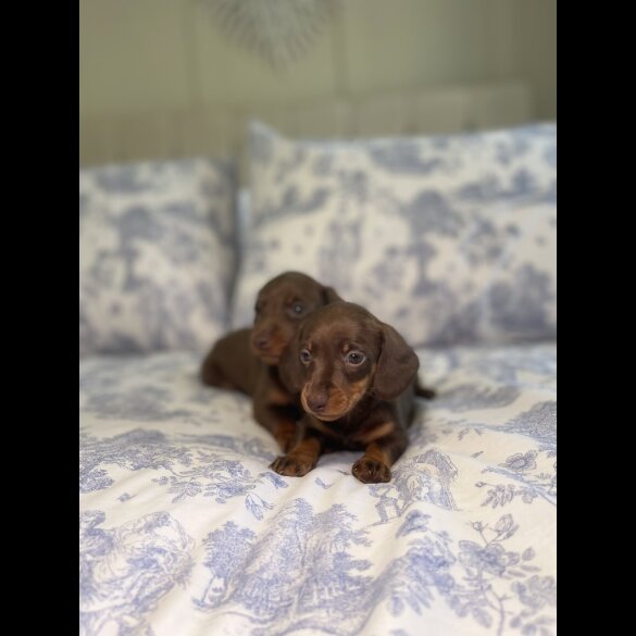 Dachshund (Miniature Smooth Haired)