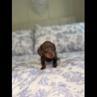 Dachshund (Miniature Smooth Haired)