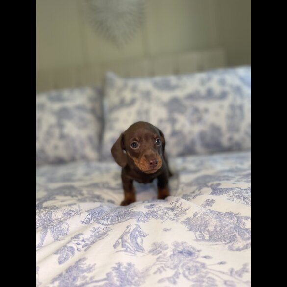 Dachshund (Miniature Smooth Haired)