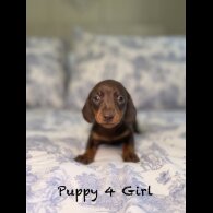 Dachshund (Miniature Smooth Haired)