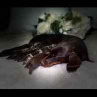 Dachshund (Miniature Smooth Haired)