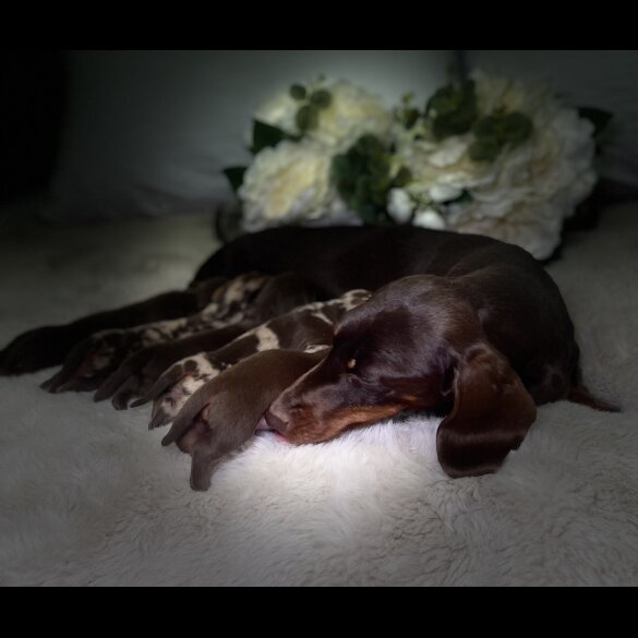 Dachshund (Miniature Smooth Haired)