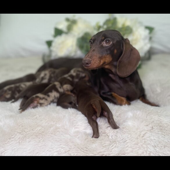 Dachshund (Miniature Smooth Haired)