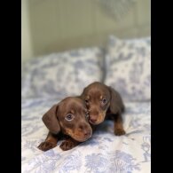 Dachshund (Miniature Smooth Haired)