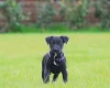 Patterjack