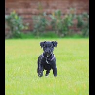 Patterjack