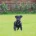 Patterjack