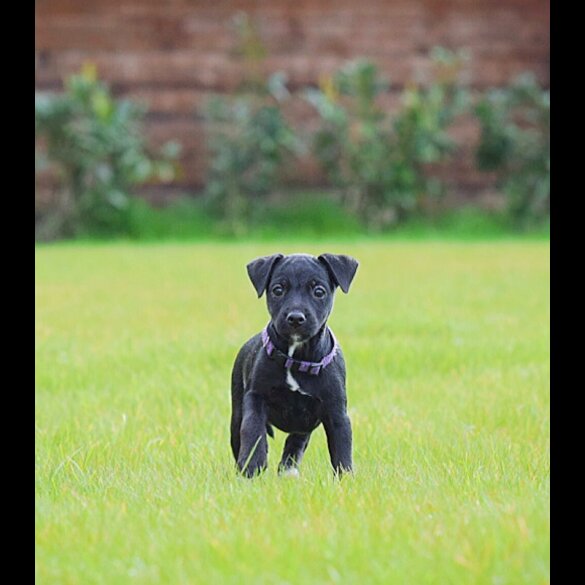 Patterjack